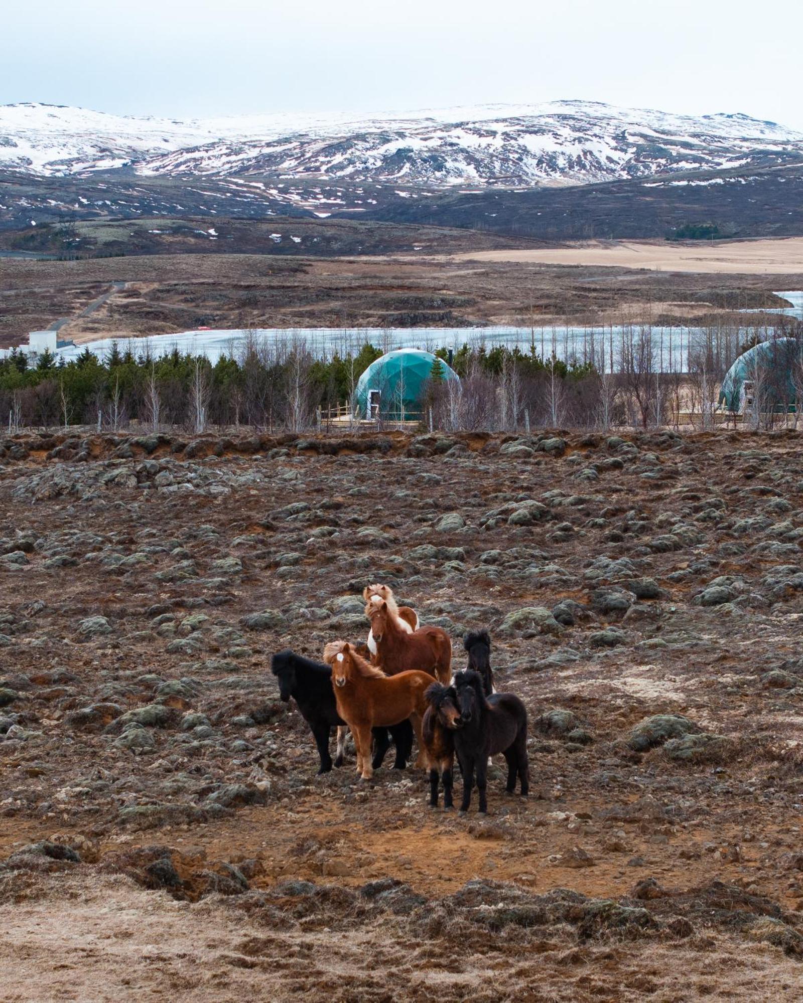 Golden Circle Domes - Lake View Selfoss Exteriér fotografie